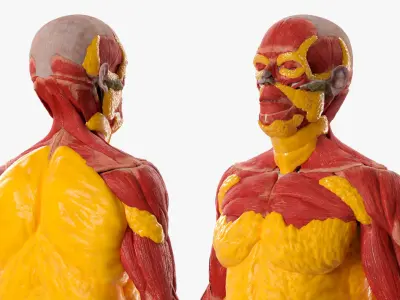  Full-Body Anatomy Model with Muscles and Fat Deposits 