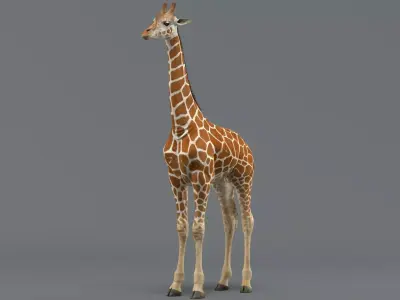 Giraffe Rigged 3D model