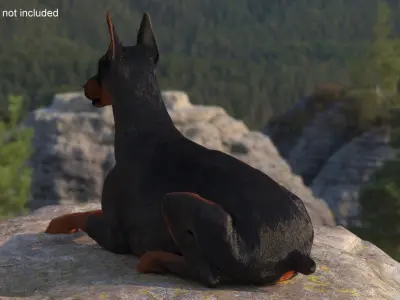  Doberman Pinscher Lying Down Fur for Maya 