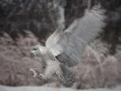  Snowy Owl Animated 