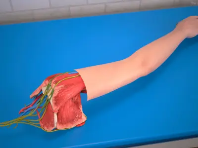  Arm Skin and Anatomy Asian Female 