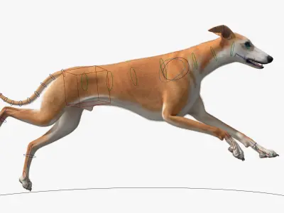 Greyhound Walking Animated Fur Rigged for Blender 