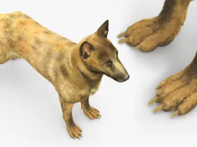  Shepherd Dog Standing Gold Brindle Fur 