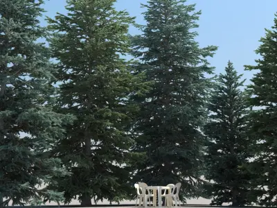  5 Abies Pinsapo Trees with snow 