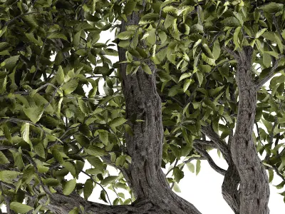 Twisted Tree Low-poly 3D model