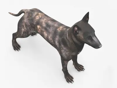  Dog Dutch Shepherd 
