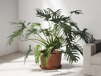 Philodendron in Terracotta Planter 3D model