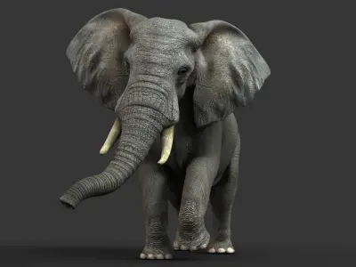  African Elephant (2) (ANIMATED) 