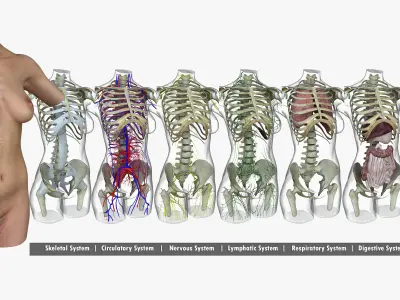 Woman Torso Anatomy 3D model