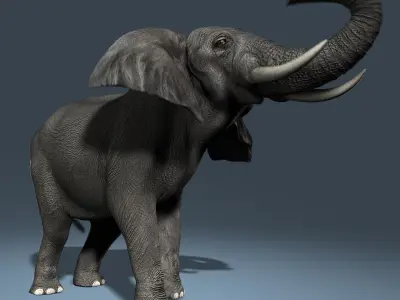  African Elephant (2) (ANIMATED) 