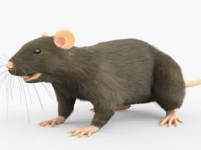  Full Rat Anatomy Static 