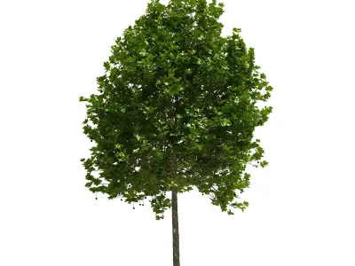 Platanus x hispanica 201SU V2 3D model
