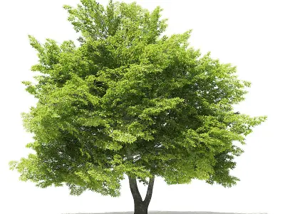 AMERICAN TREE 3D model