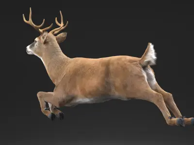  Whitetail Deer Running Pose Fur 