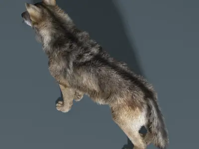  Gray Wolf(FUR)(RIGGED) 