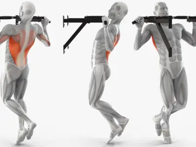  Male Muscular System Pull-up Animated Rigged 