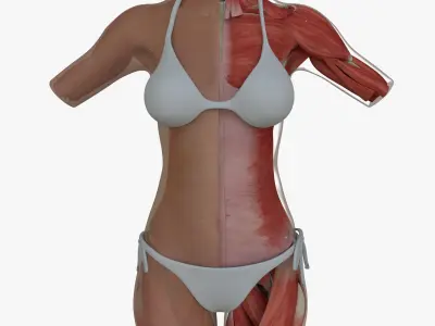 Female Torso Muscle Anatomy 3D model