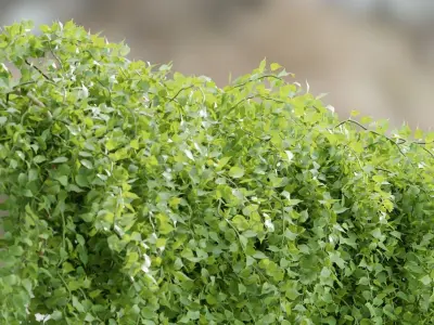 Hanging wall creeper plants collection-Blender-001 3D Model Pack