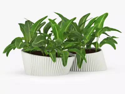 LENA Banana 3D model