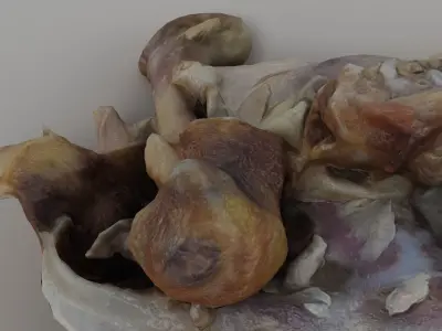 Chicken Bones Carcass 3D model
