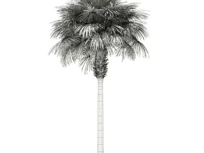 Sabal Palm Tree 3D Model 9m 3D model