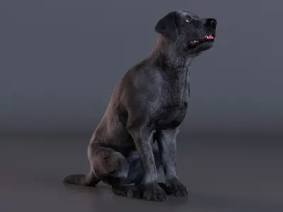  Black Begging Labrador Dog Fur Animated Rigged 