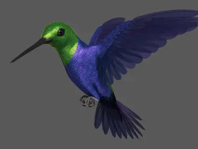  Green-Crowned Woodnymph Hummingbird (Animated) 