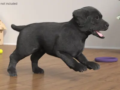  Walking to Running Retriever Puppy Fur Animated Rigged 