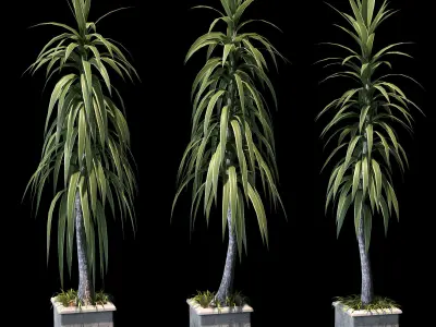 Collection of palm trees in concrete pots - 4 models 3D model