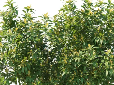 Pieris Floribunda bush 02 3D model
