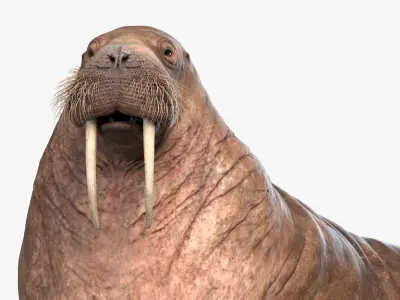  Walrus Rigged 