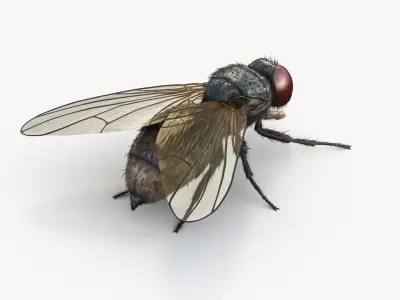  HouseFly Rigged Animated 8K PBR Textures 