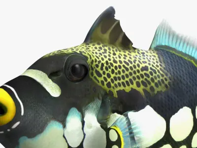 Coral Fish Rigged for Maya Collection 3 