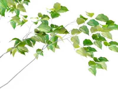 Japanese tree  Japanese Aodamo 3D model