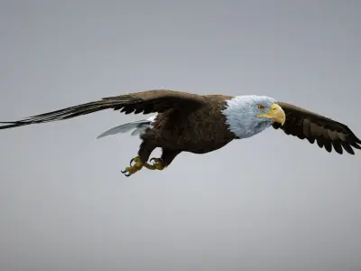 American Bald Eagle ANIMATED 