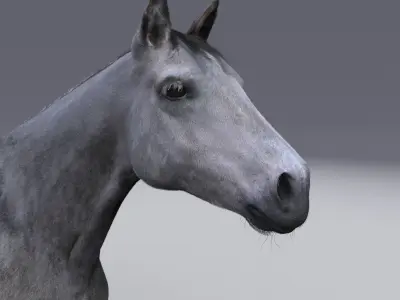 Horse collection with Fur 3D model