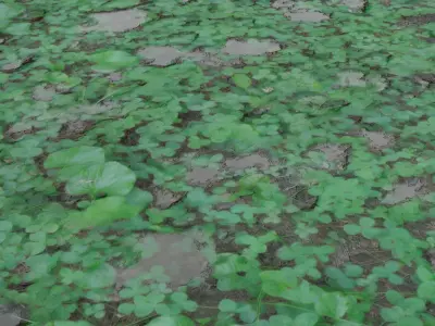 Clover grass 3D model