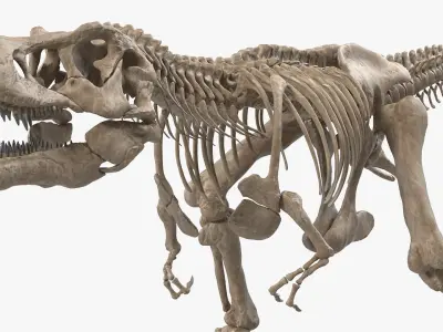  Tyrannosaurus Rex Skeleton Fossil Walking Pose 