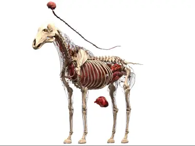  Horse Anatomy 3D 