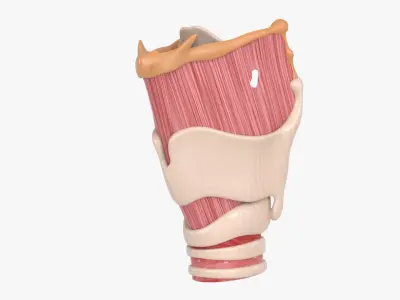  Larynx Trachea BronchialTree 