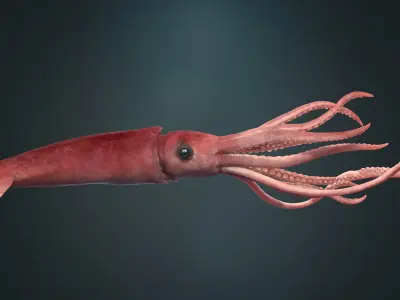  Squid Rigged 