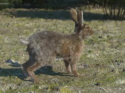  Jackrabbit Fur Rigged for Cinema 4D 