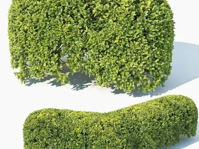 Buxus Sempervirens 4 hedges collection 3D model
