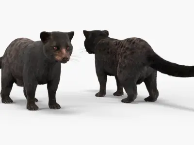  Asian Palm Civet Musang Dark Coat Fur Rigged 
