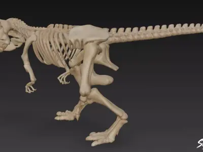 Tyrannosaurus Rex fossil Low-poly 3D model