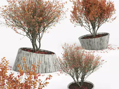 Autumn 2 tree in pot 3D model