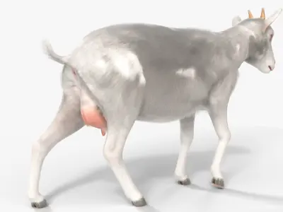  Farm Goat Animated Fur Rigged for Blender 