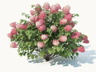 Hydrangea Paniculata Nr2 - Red Diamond- 4 Sizes 3D model