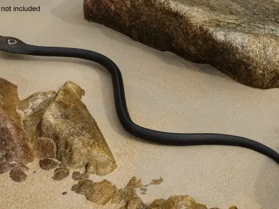  Attack Dark Skin Cobra Animated Rigged for Cinema 4D 