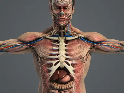  3DS MAX RIGGED Male and Female Anatomy Complete Pack (Textured) 